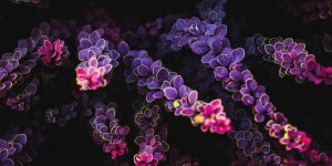 Растения будущего и геномика настоящего: интервью с биологом Ильей Кировым