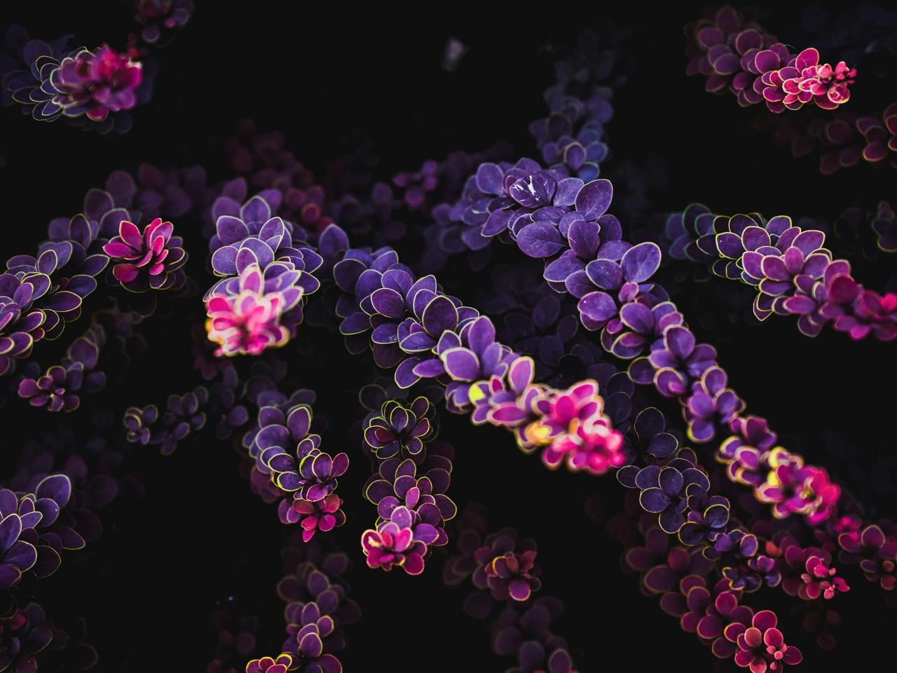 биология, генетика, наука, цветы