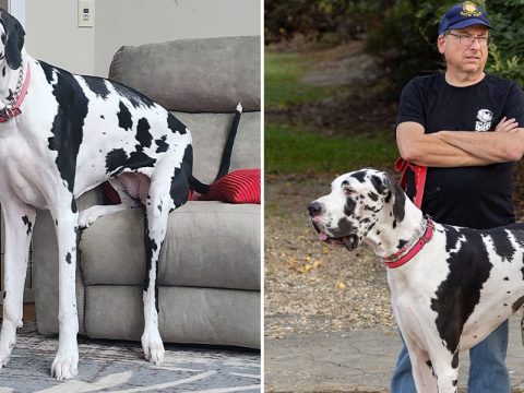 Гигантскую собаку по кличке Минни признали самой высокой из ныне живущих собак