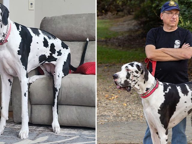 Гигантскую собаку по кличке Минни признали самой высокой из ныне живущих собак