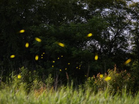 Сайт дня: переместиться в сумеречный лес и дождаться появления светлячков