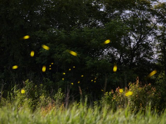 Сайт дня: переместиться в сумеречный лес и дождаться появления светлячков