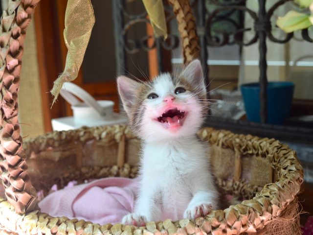 Находка дня: узнать, как жители разных стран подражают мяуканью кошек или кряканью уток