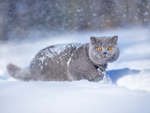 Кот по кличке Эксклюзив из Новосибирска возглавил рейтинг самых красивых котов мира