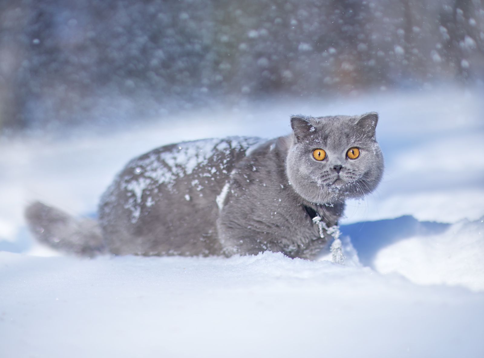 самый красивый кот в мире, кот Эксклюзив