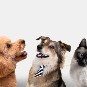 Тест: какое ваше тотемное животное в бимбо-стоицизме?