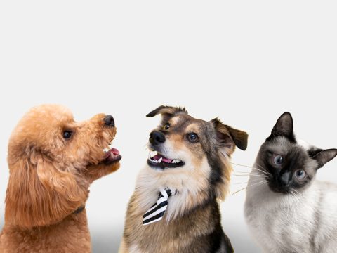 Тест: какое ваше тотемное животное в бимбо-стоицизме?