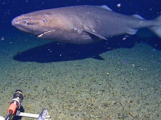 Ученые запечатлели акулу, плавающую в ледяных антарктических водах