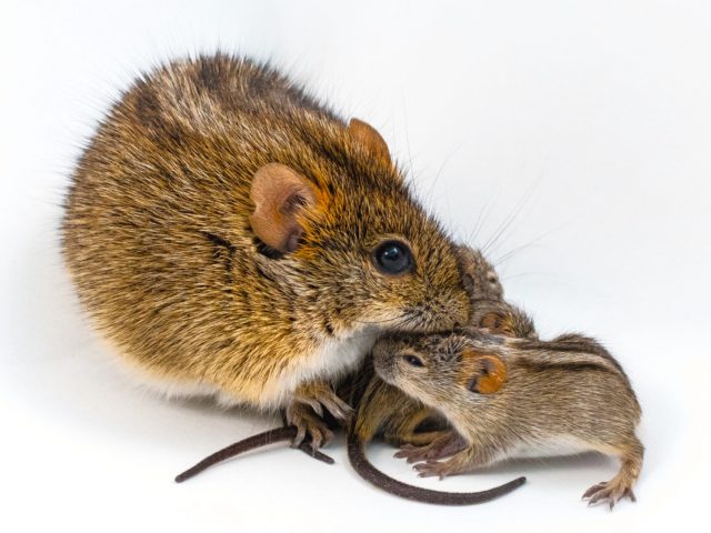 Исследование: ген, влияющий на то, что самец мыши будет «примерным отцом»