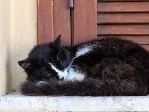Не только для отдыха: зачем мы спим