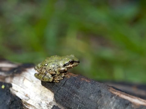 Исследование: из-за климатических изменений «песни» квакш стали более «сексуальными»