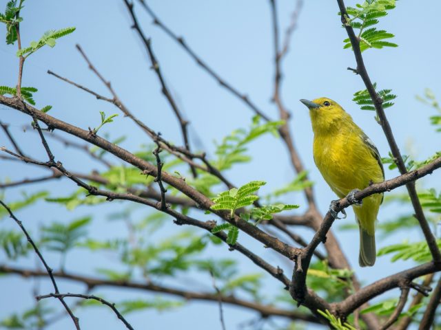 Исследование: наблюдение за птицами замедляет процесс старения человеческого мозга