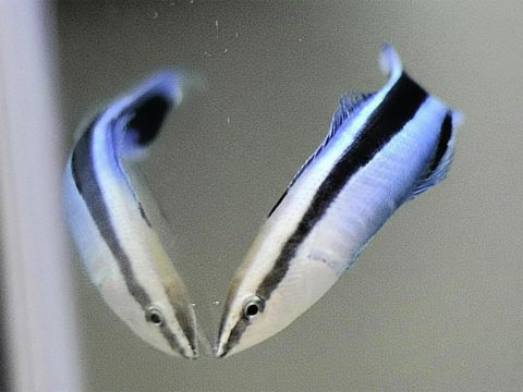 Ученые доказали, что крошечные рифовые рыбы обладают признаками самосознания