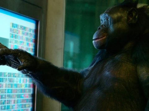 Исследование: обезьяны, подобно детям, умеют играть с воображаемыми предметами