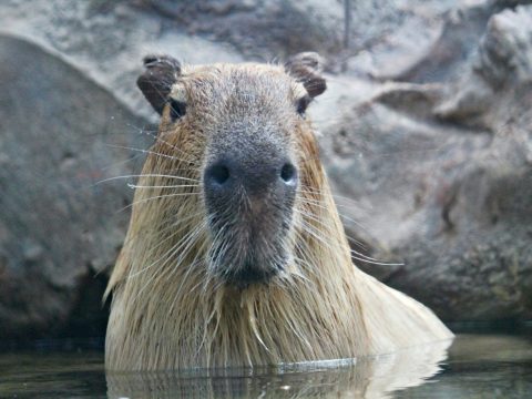 Капибара по кличке Слива выиграла соревнование, просидев в теплой ванне дольше сородичей