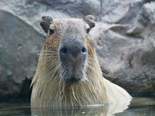 Капибара по кличке Слива выиграла соревнование, просидев в теплой ванне дольше сородичей