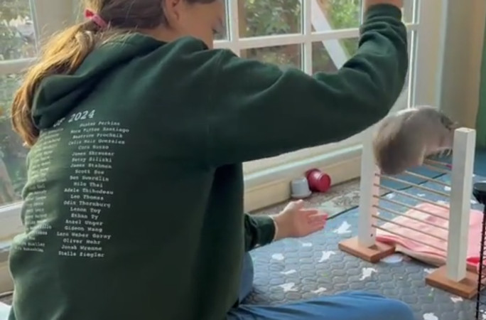 морские свинки, животные-рекордсмены, милые новости про животных