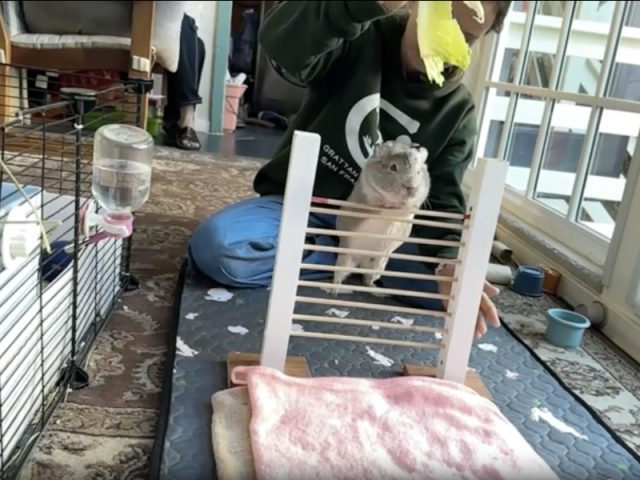 Морская свинка Кора научилась прыгать через планку и попала в Книгу рекордов Гиннесса