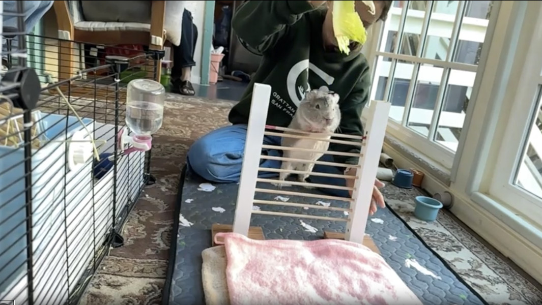 морские свинки, животные-рекордсмены, милые новости про животных