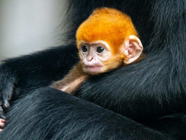 Сайт дня: блог с заметками о новорожденных детенышах животных из зоопарков мира