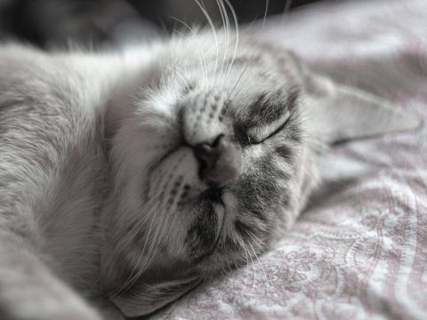 Исследование: почему кошачье мурлыканье уникальнее, чем мяуканье