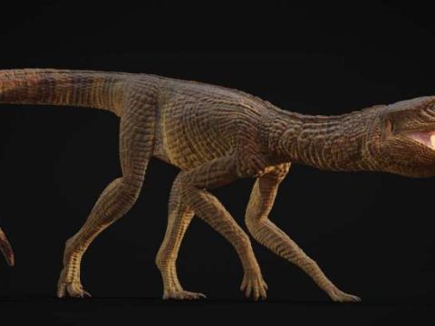 Палеонтолог назвал новый вид доисторических крокодилов в честь своего школьного учителя