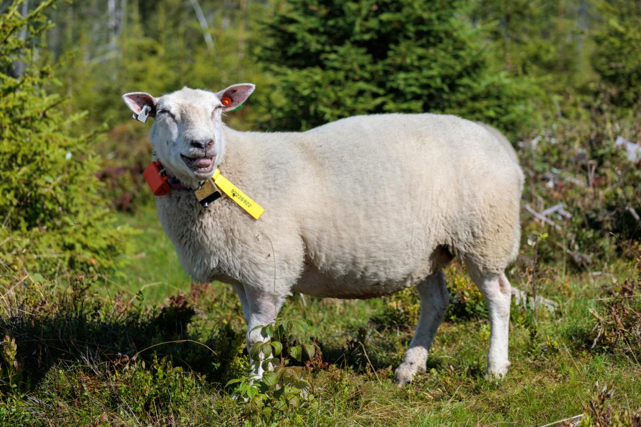 овечка улыбается