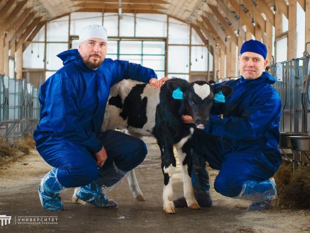 Российские ученые вырастили теленка «из пробирки» с крайне хорошей генетикой