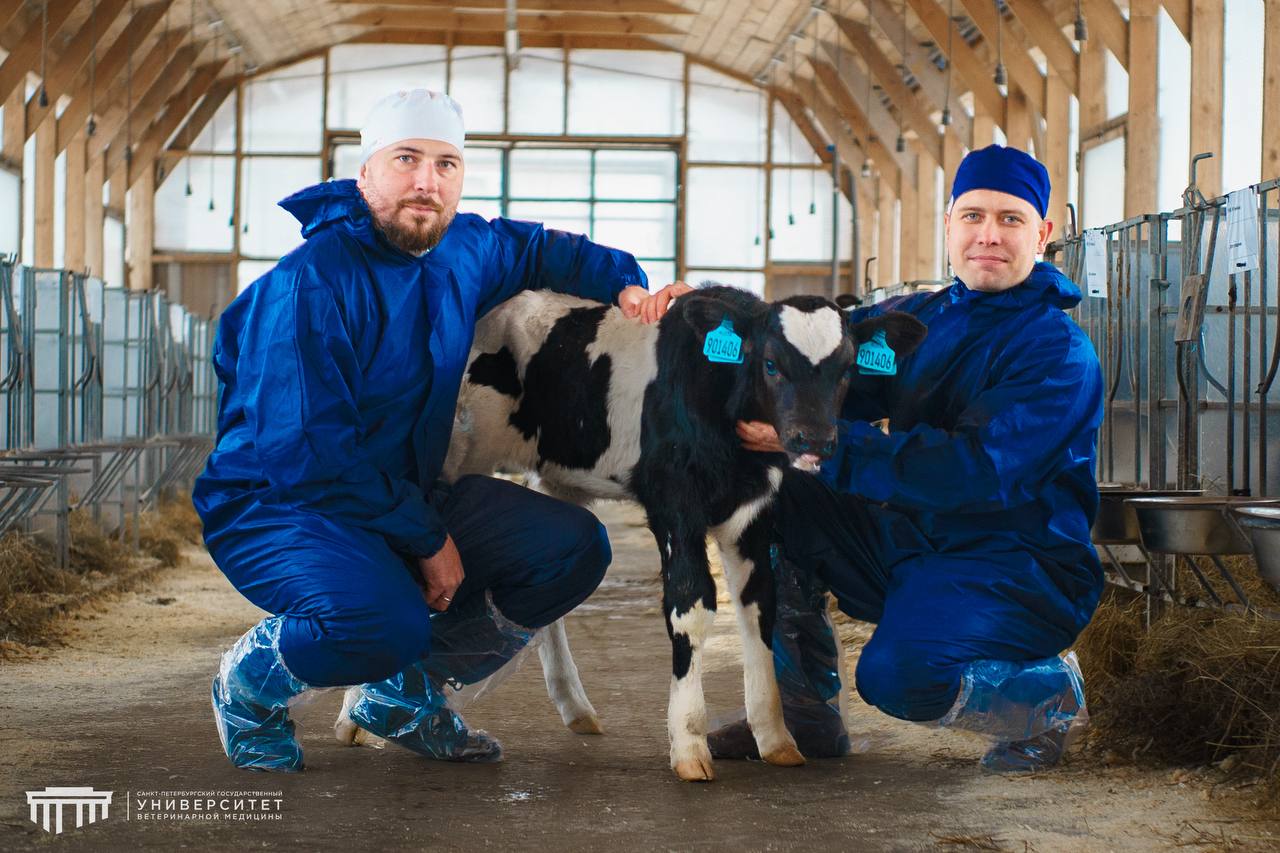 корова из пробирки, животноводство в России