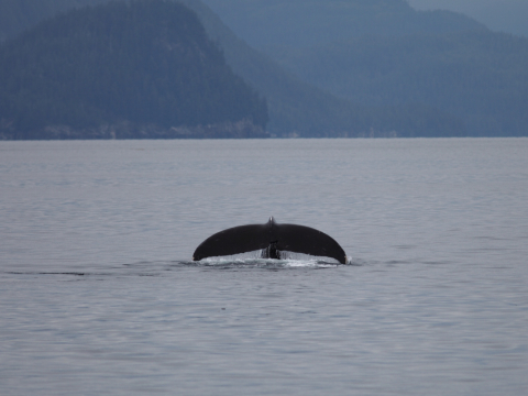 Ученые впервые сняли на видео, как кашалоты бодаются головой