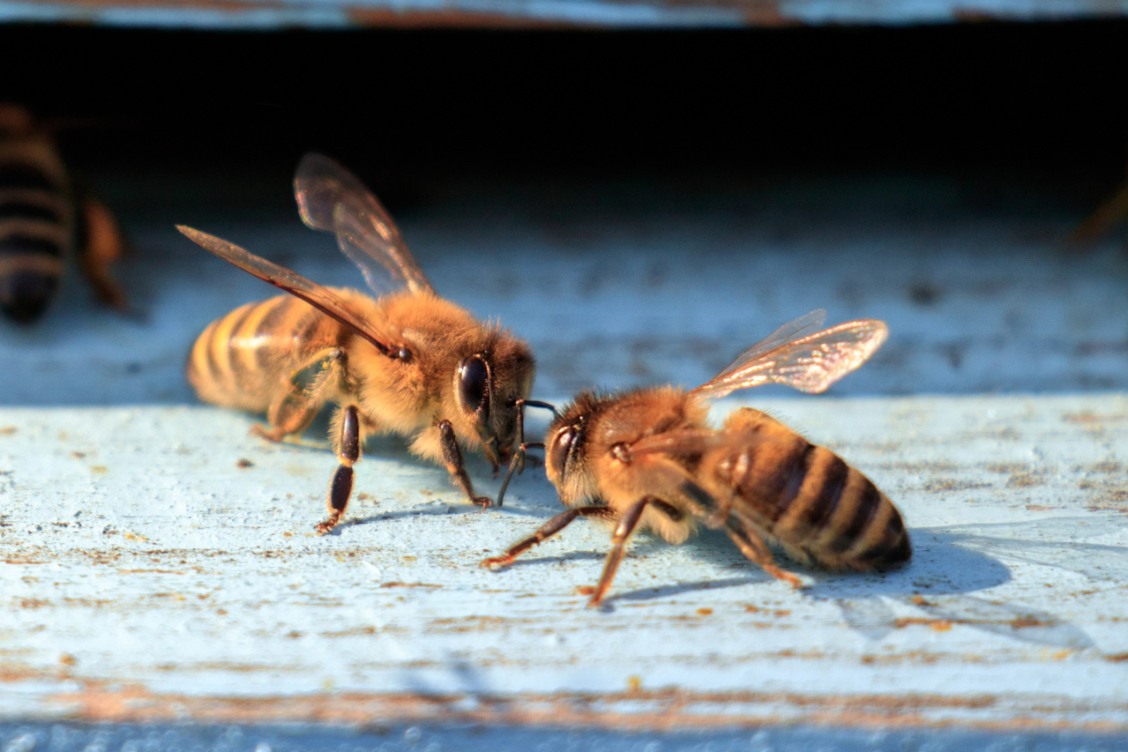 Исследование: пчелы лучше танцуют перед публикой
