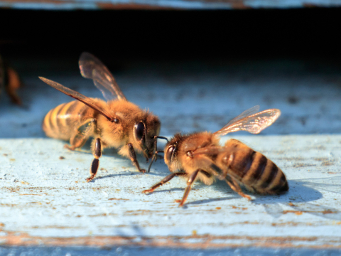 Исследование: пчелы лучше танцуют перед публикой