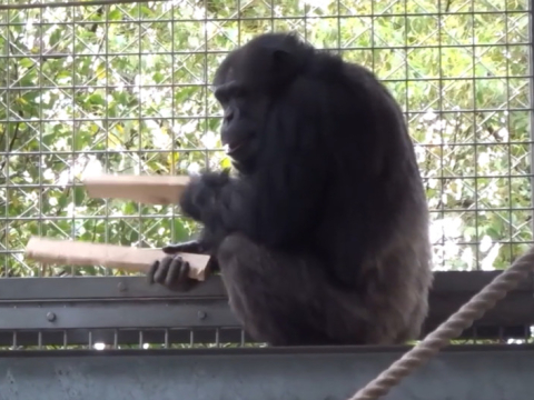 У шимпанзе есть чувство ритма