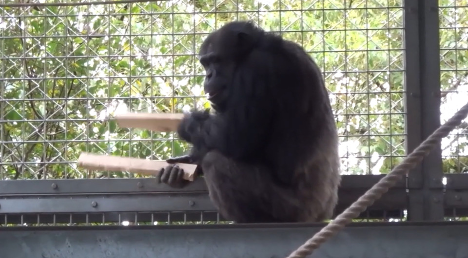 шимпанзе-барабанщик