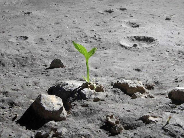 Исследование: возможно, нут станет первым продуктом питания, выращенным на Луне