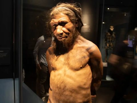 Ученые доказали, что неандертальцы особенно активно скрещивались с Homo sapiens