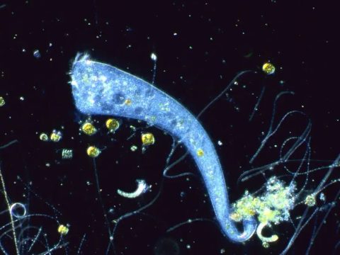 Ученые описали навыки одноклеточного организма-«интеллектуала»