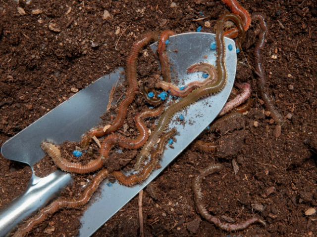 Российские ученые создали косметику для ухода из дождевых червей