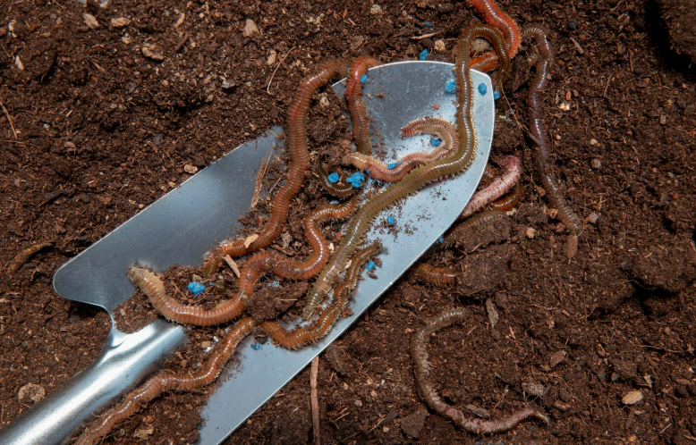 средство из червей, ОмГУ