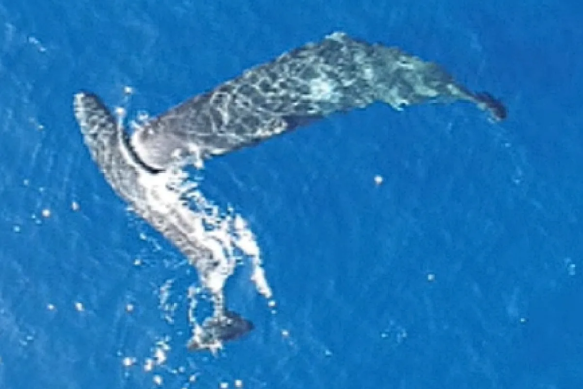 Исследователи впервые засняли на видео, как кашалоты бодают друг друга головами