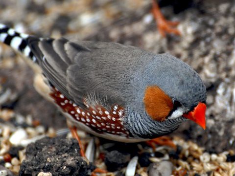 Ученые описали необычное поведение птиц-нонконформистов