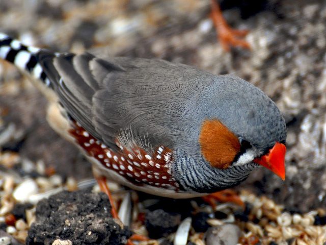 Ученые описали необычное поведение птиц-нонконформистов