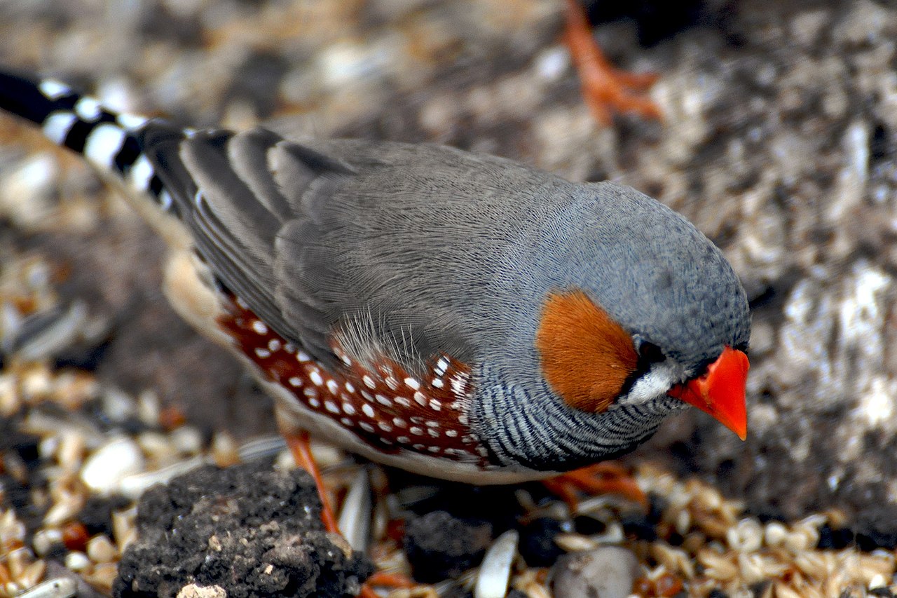животные-нонконформисты, отстаивать свое мнение, нонконформизм