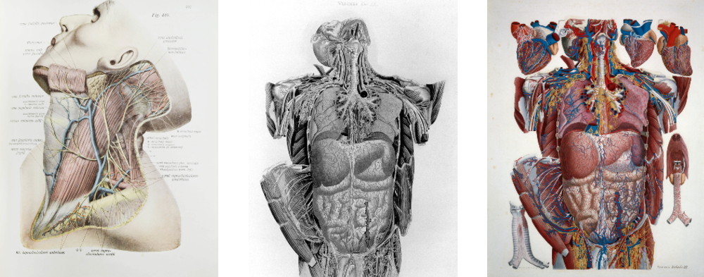 анатомический атлас