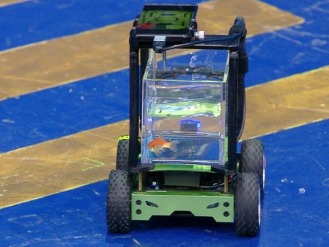 Нидерландский инженер создал машину для золотой рыбки и заставил ее управлять транспортом