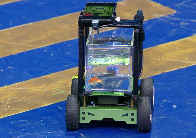 Нидерландский инженер создал машину для золотой рыбки и заставил ее управлять транспортом