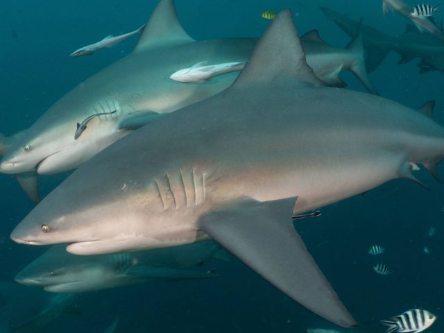 Ученые обнаружили, что тупорылые акулы умеют заводить постоянных «друзей»