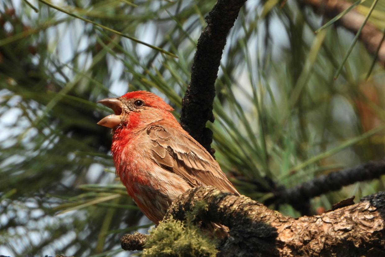 Ученые выяснили, что у людей и животных похожие «музыкальные вкусы»