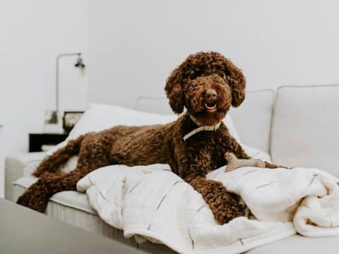 Исследование: почему собаки-метисы часто имеют проблемы с поведением