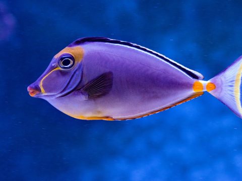 Исследование: как продолжительность жизни может быть связана с повседневными привычками